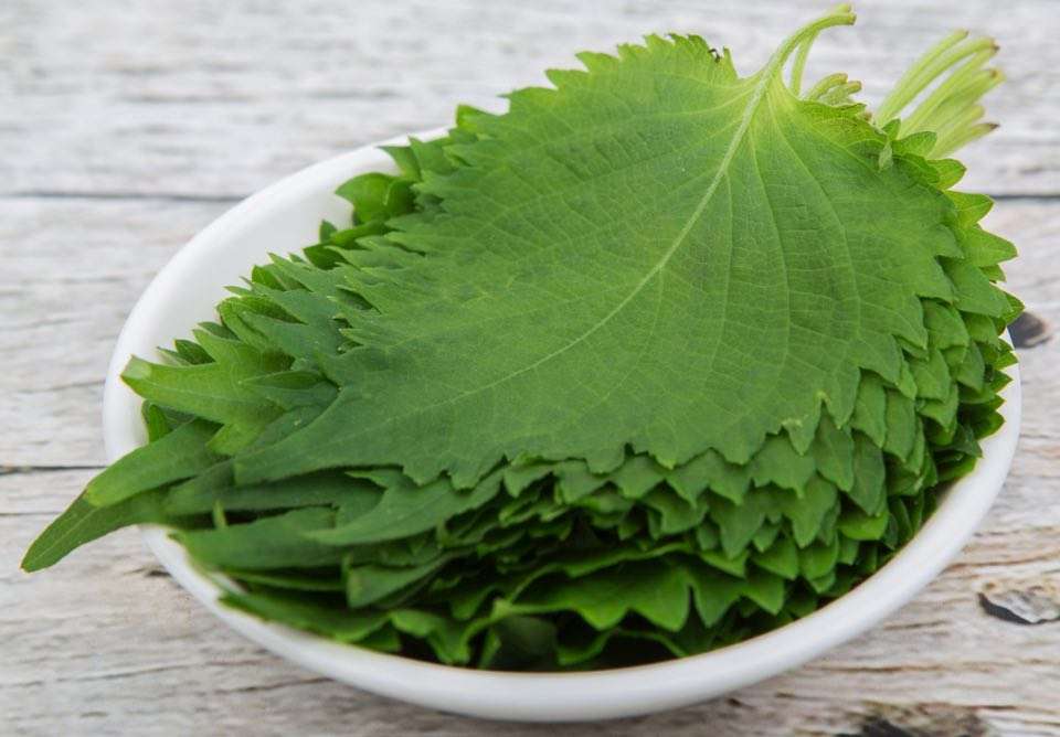 【基本レシピ】大葉の醤油漬け「合法ハーブSHISO」のおいしい食べ方！ - macaroni