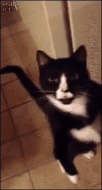 【画像＆GIF】ただテクテク歩いているだけのトピ