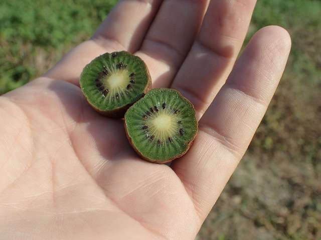 夏の野菜や果物を語ろう♪