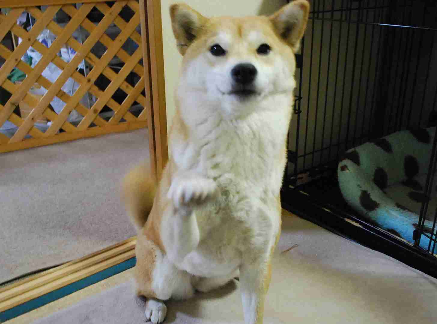 ガルちゃん、手タレオーディション！