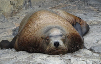 ビッグダディ元妻美奈子が第8子妊娠「まさか…」