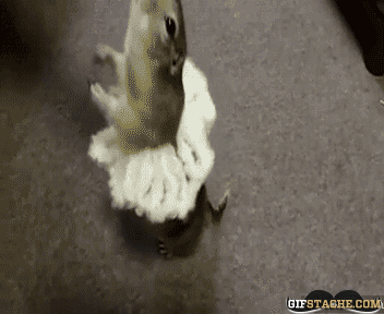 ダンスしている動画コレクション