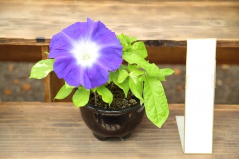 知ってる花の画像と花の名前