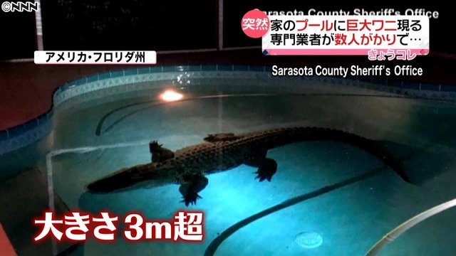 ワニに襲われ邦人女性死亡か　米フロリダ州、散歩中