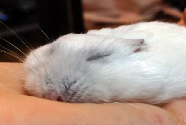 色々なハムスターが見たい