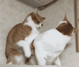 【猫トピ】茶トラが好きな方 part2
