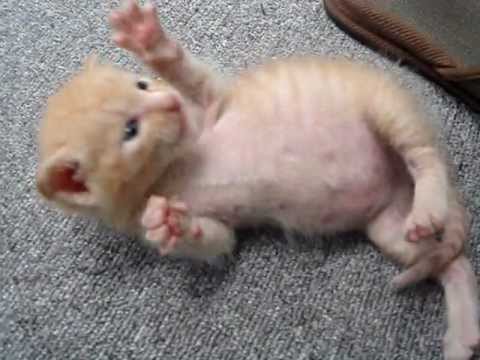後ろ足で耳の裏を掻こうとしてころがる子猫　rolling  kitty - YouTube