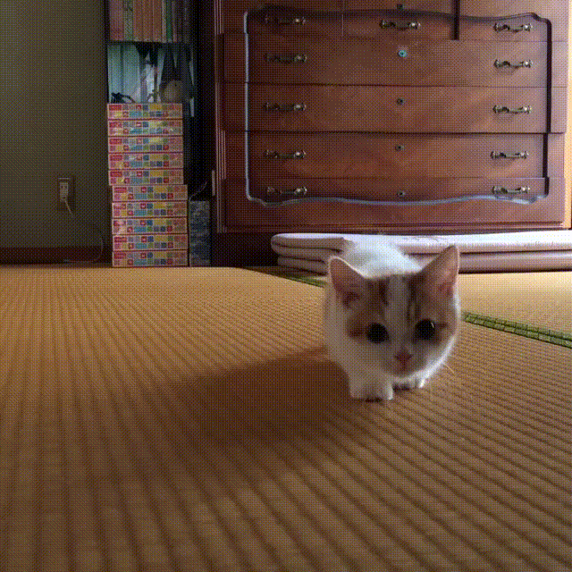 【画像】子猫が集まってくるトピ