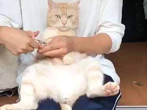 王者の態度…爪を切らせる猫に驚嘆の声｜動画｜Yahoo!映像トピックス