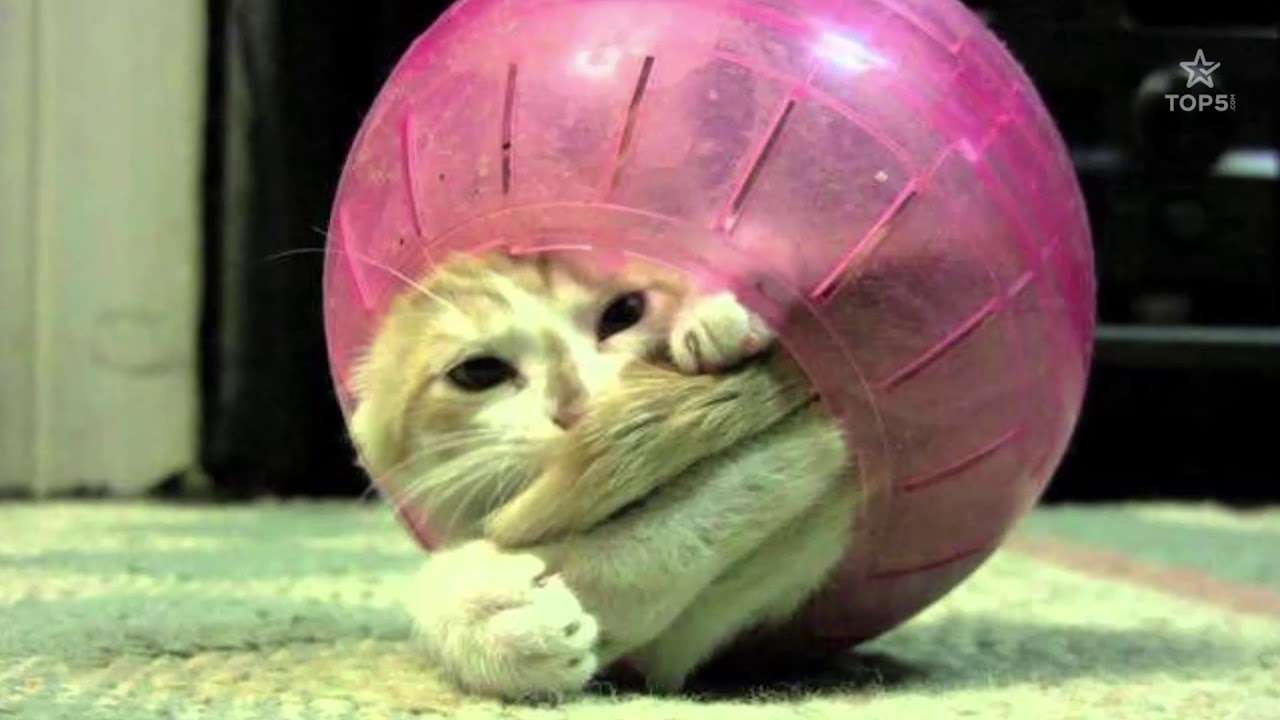 【画像】なぜそこに？