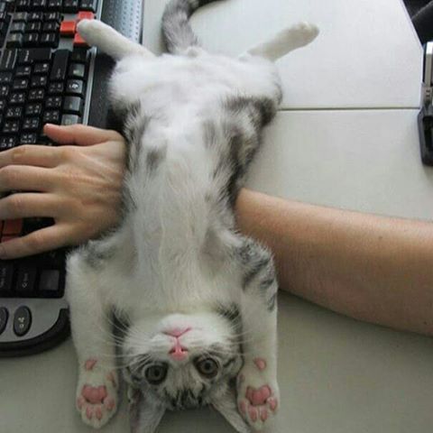 【画像】なぜそこに？