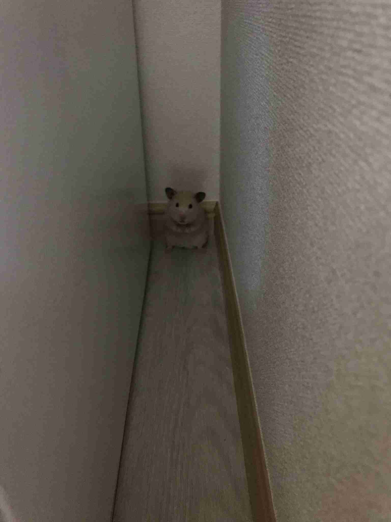 色々なハムスターが見たい