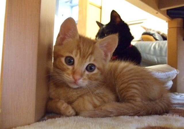 (猫トピ)茶トラが好きな人