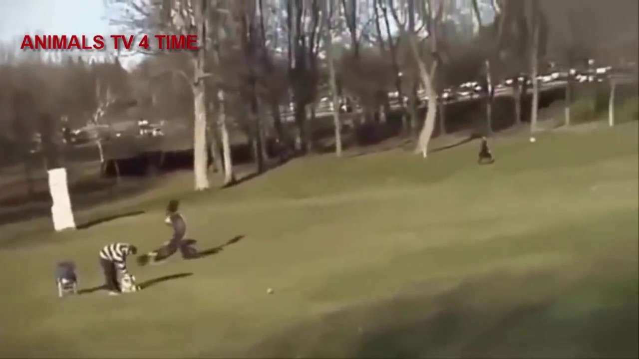 Eagle Steals Baby （鷲が子供をさらう） - YouTube