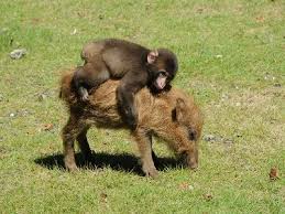 仲良さそうな画像を貼るトピ