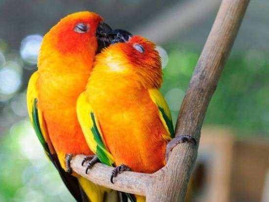 【画像】動物同士のキス