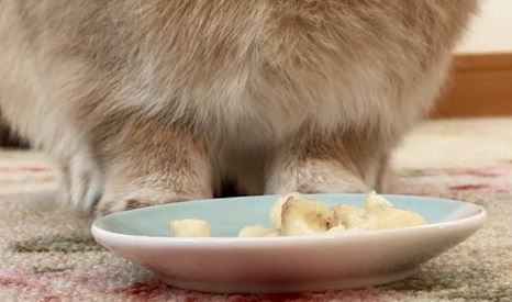 バナナを美味しそうに食べるウサギの表情をご覧くださいｗｗｗｗｗｗｗ:ハムスター速報