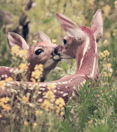 【画像】動物同士のキス
