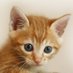 かわいい動物wiki on Twitter: "