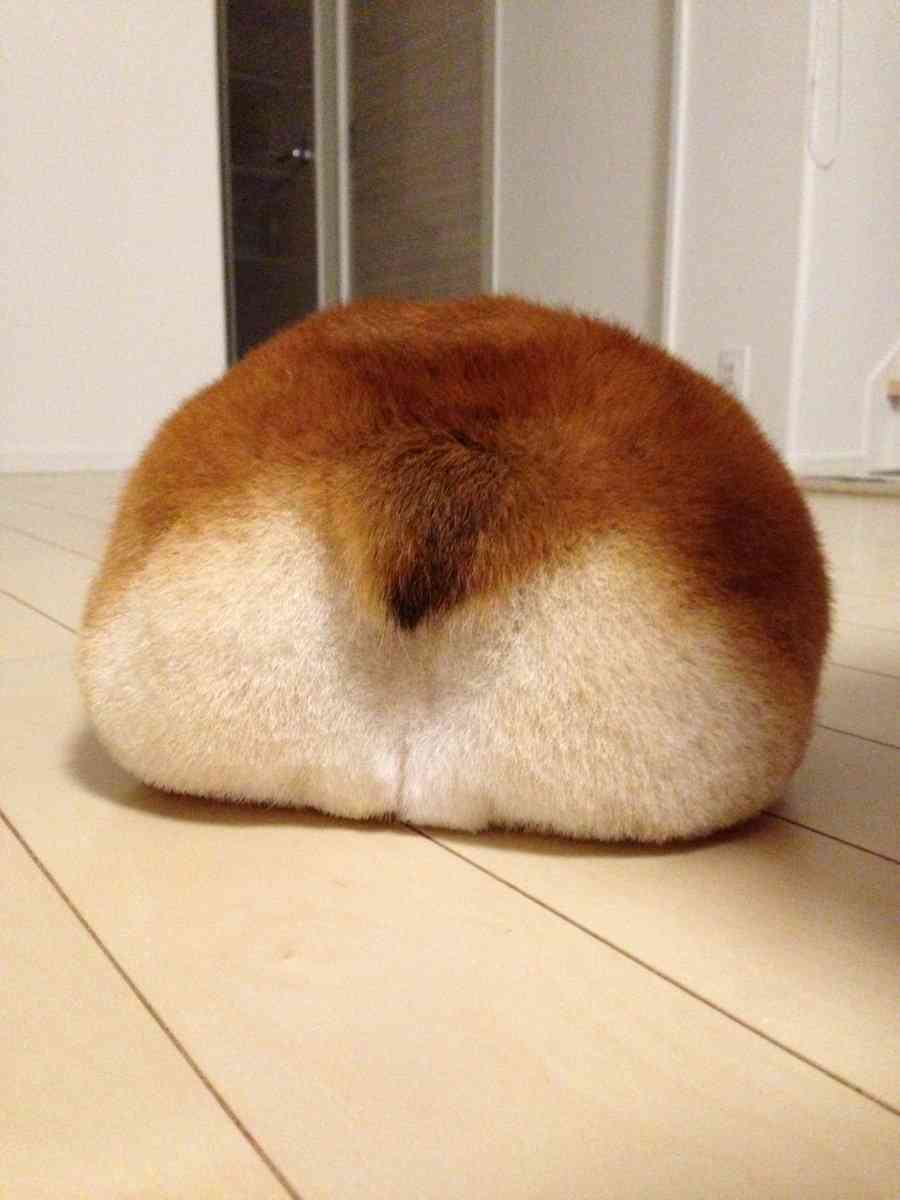 今後『マツコの知らない世界』でやって欲しいこと