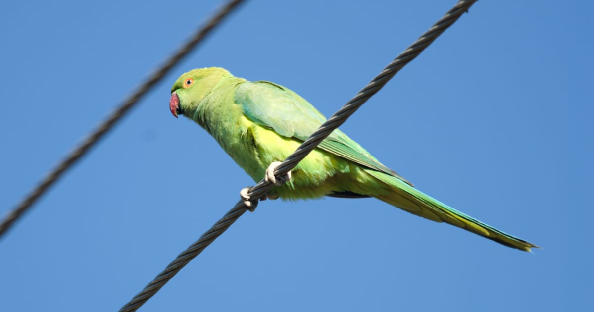 インコとハムスターを万引きした69歳男　その目的に「イカれてる」の声相次ぐ – しらべぇ ｜ 気になるアレを大調査ニュース！