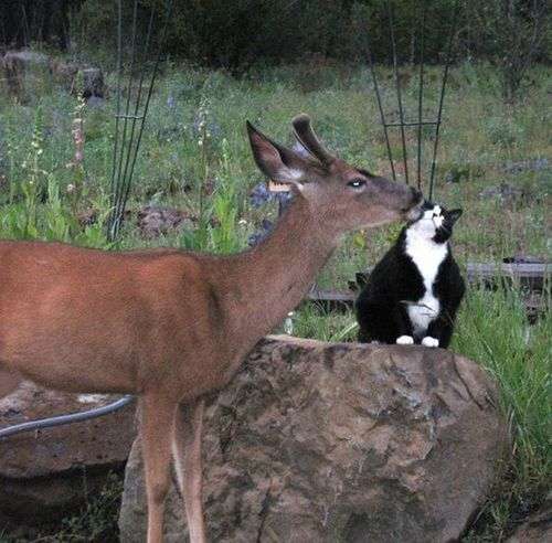 【画像】動物同士のキス