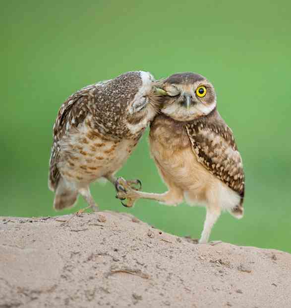【画像】動物同士のキス