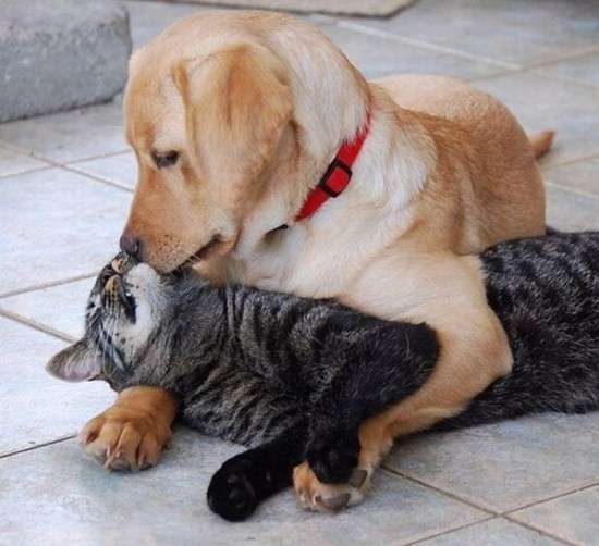 【画像】動物同士のキス