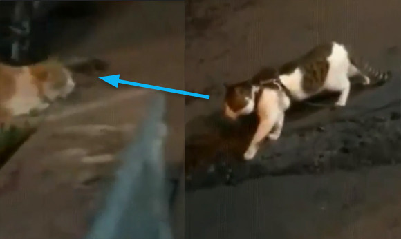 猫にケンカを挑もうとした猫、犬により強制退場