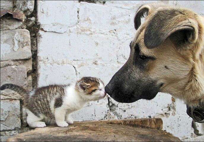 【画像】動物同士のキス