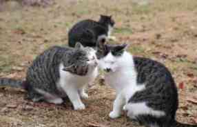 【画像】動物同士のキス