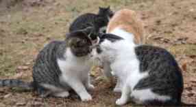 【画像】動物同士のキス
