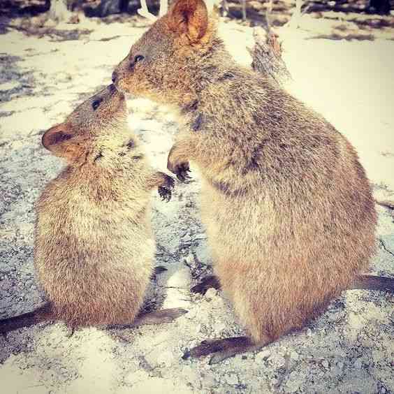 【画像】動物同士のキス