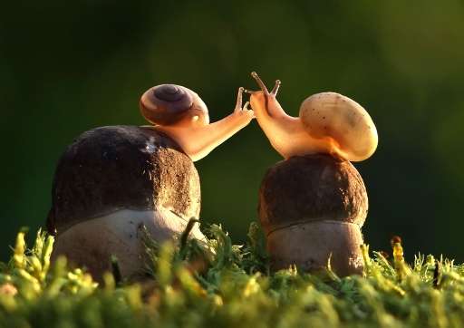 【画像】動物同士のキス