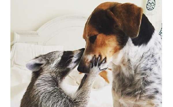 【画像】動物同士のキス