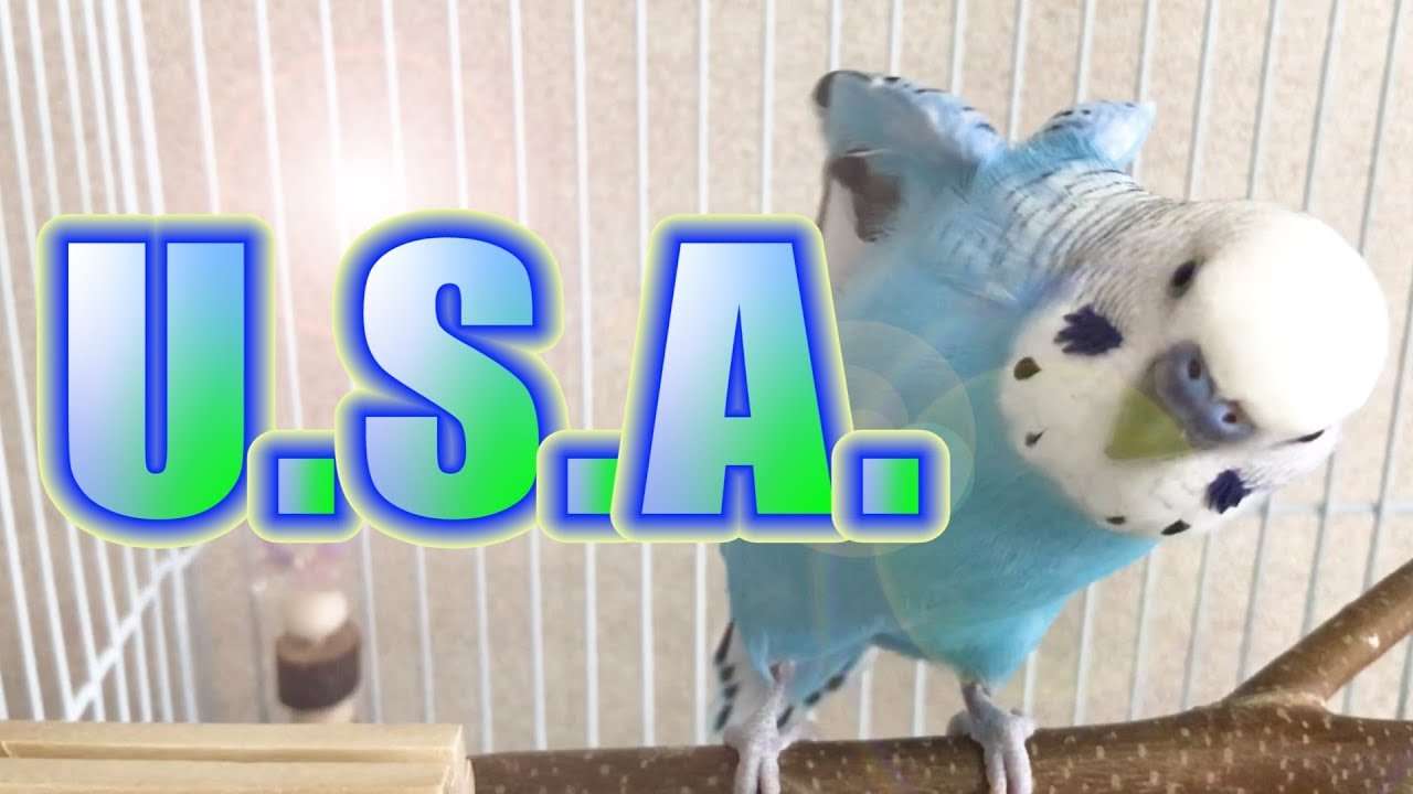 【インコが歌ってみた】DA PUMP / U.S.A.　セキセイインコ・うめ - YouTube
