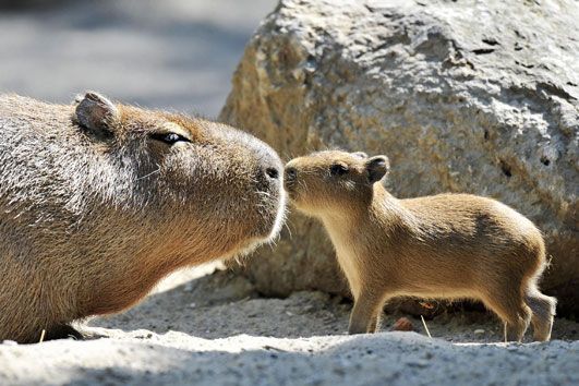 【画像】動物同士のキス