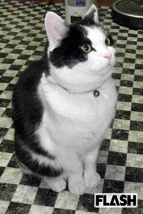 ガッツ石松が愛猫を語る「自分をねこだと思っていない幸せ者」