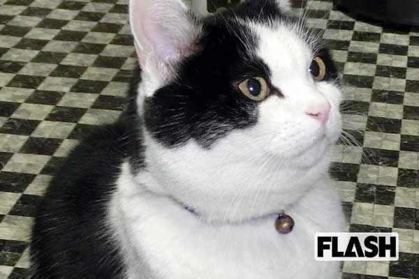 ガッツ石松が愛猫を語る「自分をねこだと思っていない幸せ者」 | Smart FLASH[光文社週刊誌]スマフラ／スマートフラッシュ