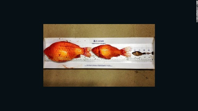 CNN.co.jp : 金魚を川に放したら巨大魚に　カナダ