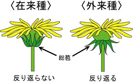 外来種について語ろうよ