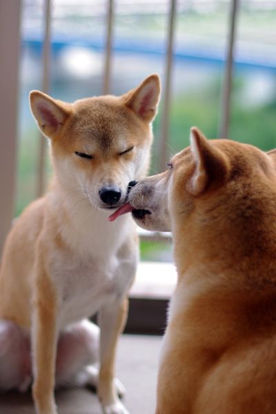 【画像】動物同士のキス