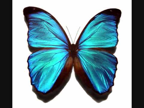 DDR Butterfly [FULL] with lyrics - YouTube