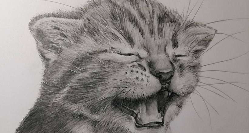 猫の絵を貼るトピ
