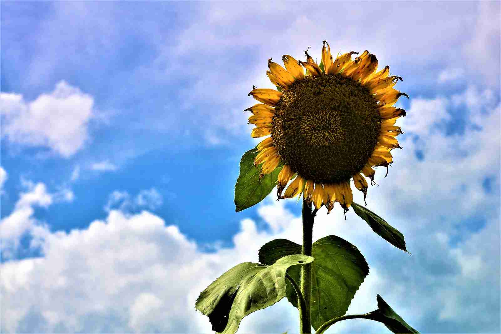 夏の終わりを感じさせる画像を貼っていこう