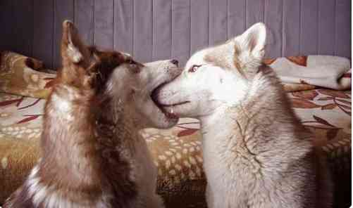 【画像】動物同士のキス