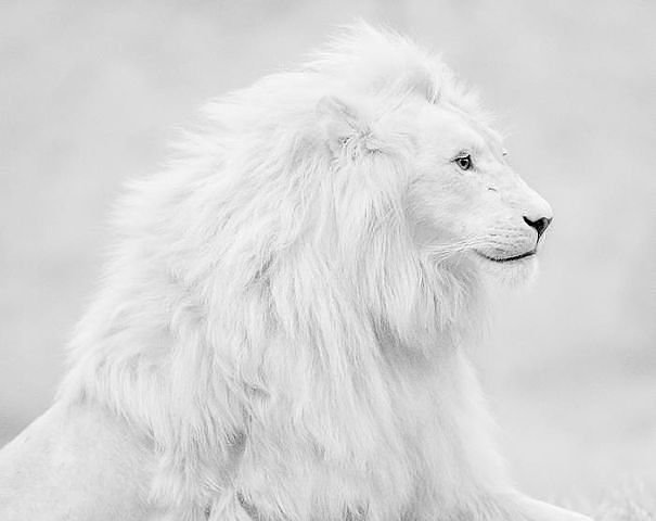 イケメンな動物の画像を集めるトピ