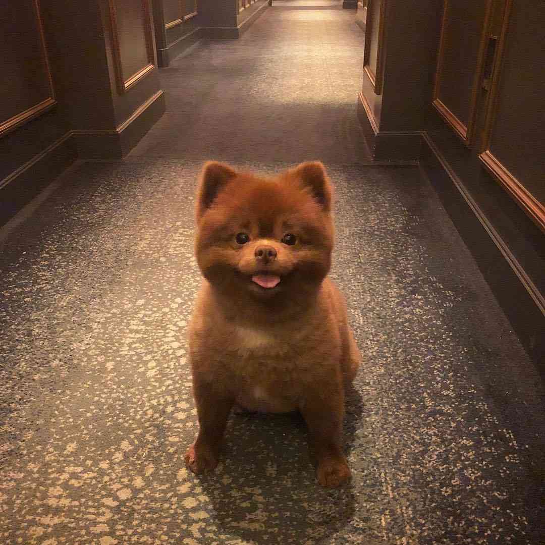 クマ?じゃなくて犬だった。くまのパディントンそっくりな元保護犬