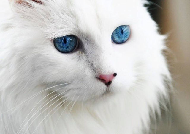 お気に入りのブルーを見せて！