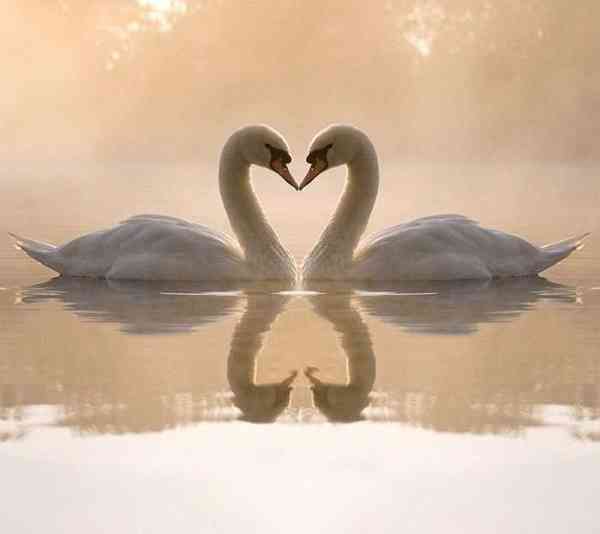 【画像】動物同士のキス